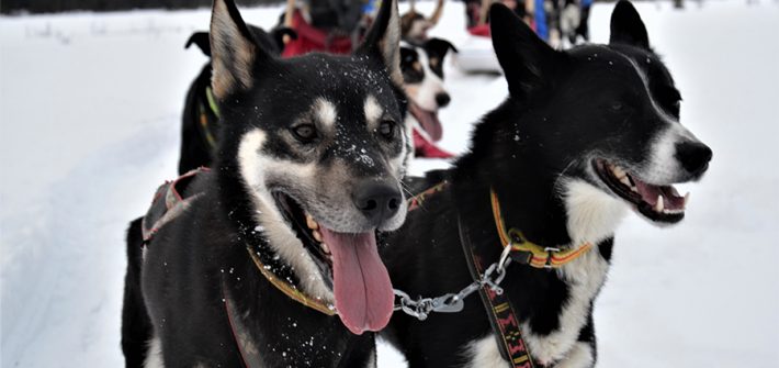 Hunde, Huskys am Schlitten im Schnee