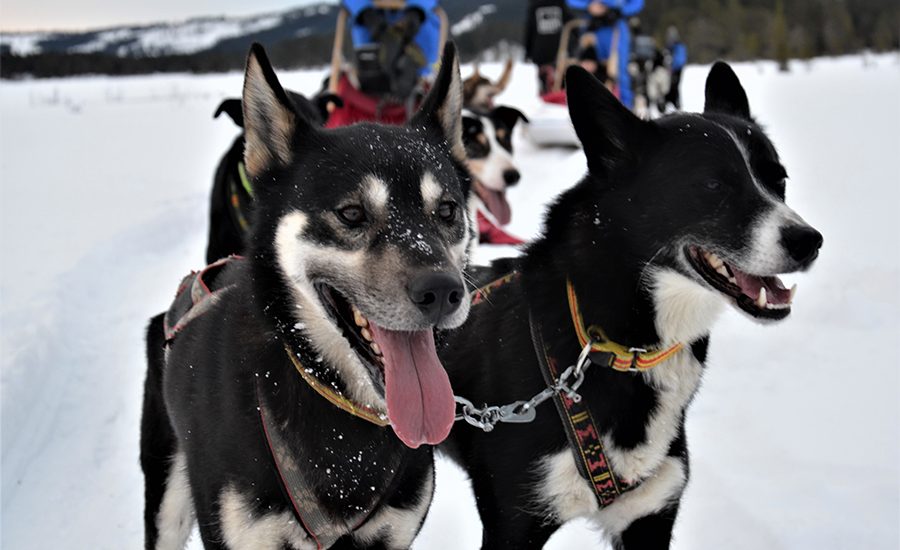 Hunde, Huskys am Schlitten im Schnee