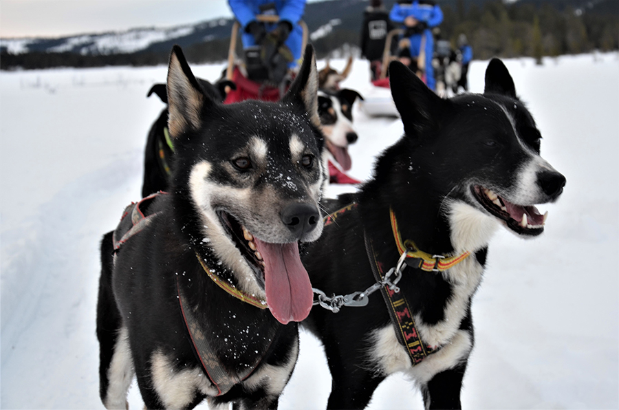 Huskytour 2