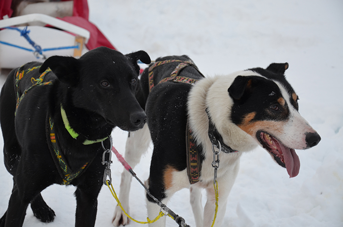Hunde, Huskys am Schlitten im Schnee