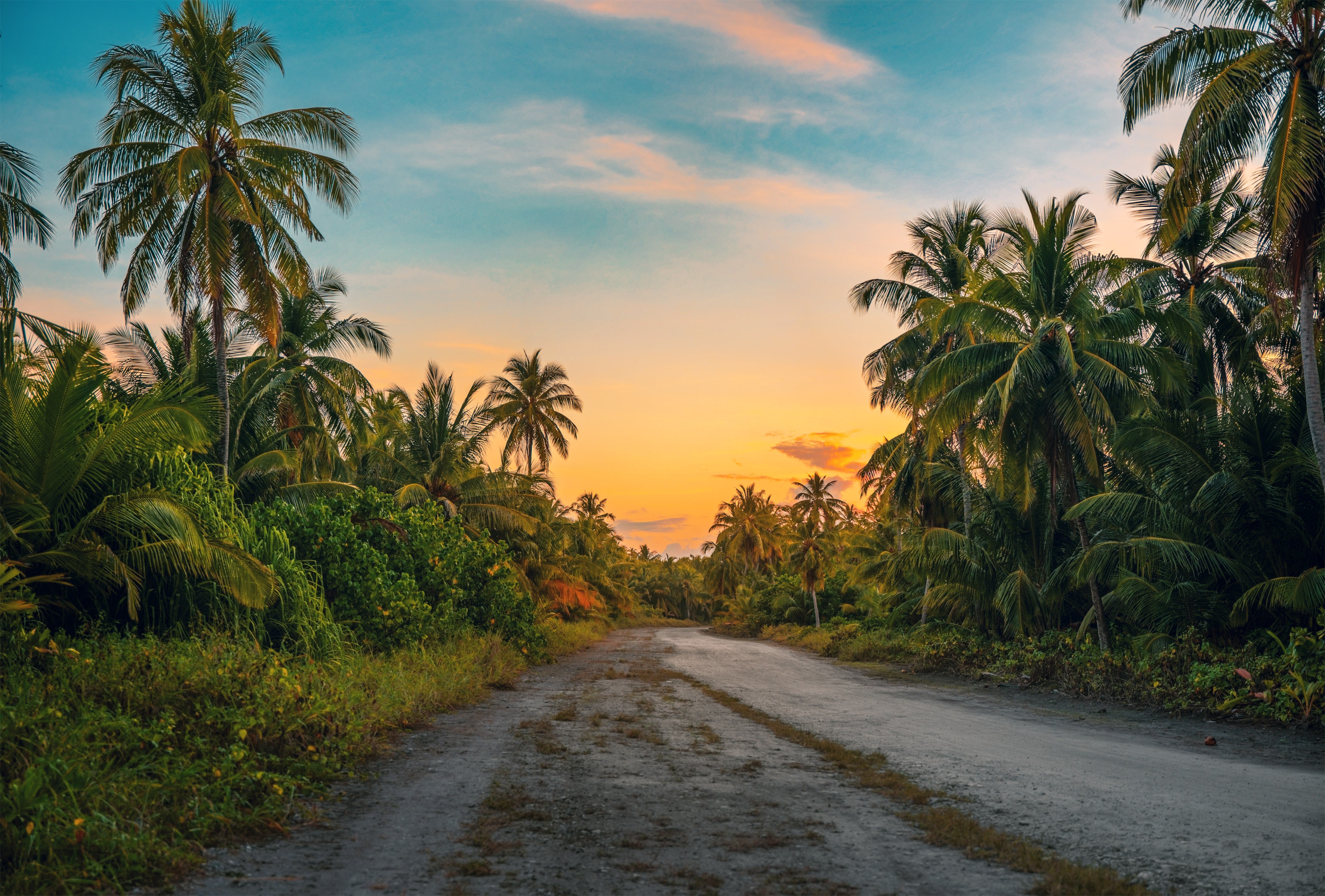 coconut-trees-dawn-daylight-1033729