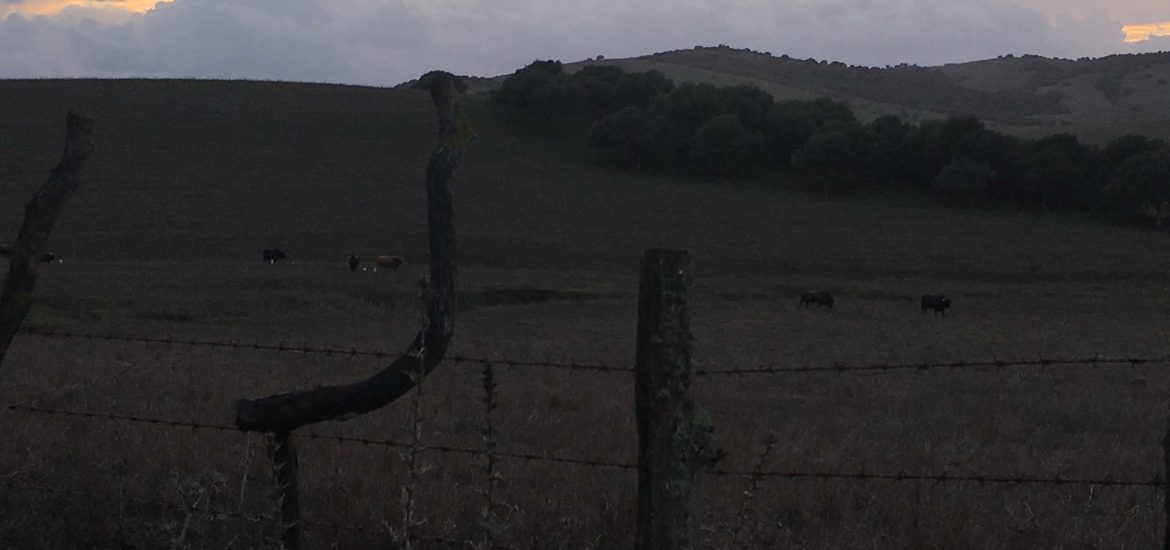 Kurztrip Andalusien - Stier auf Wiese