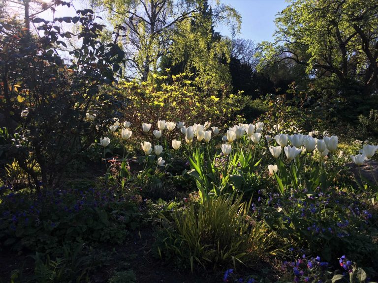 Planten-un-Bloomen-Tulpen-k