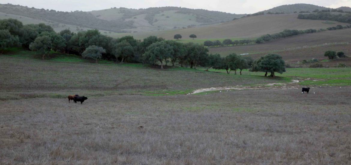 Kurztrip Andalusien - Stier auf Wiese