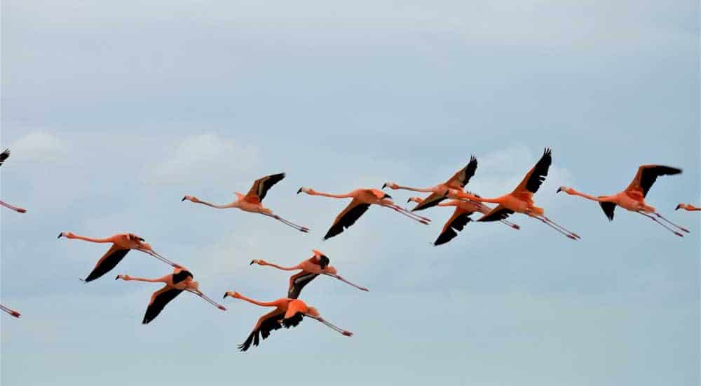 Flamingos fliegend