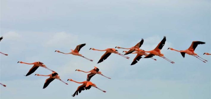 Flamingos fliegend