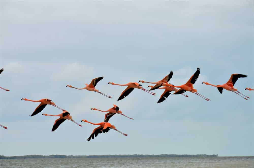 Flamingos fliegend