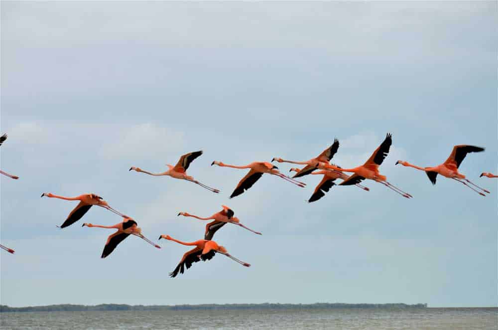 Flamingos