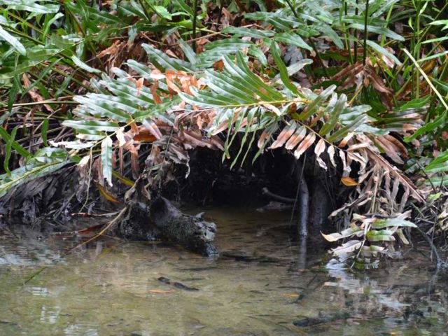 Krokodil-Mangrovenwald