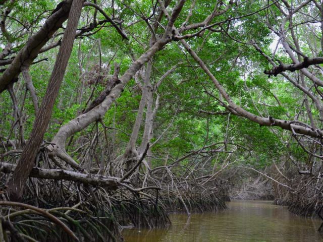 Mangrovenwald-Celestun