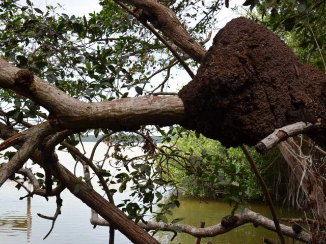 Termitenhügel-auf-dem-Baum