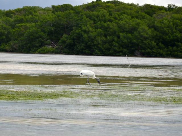 Wasservogel-Celestun