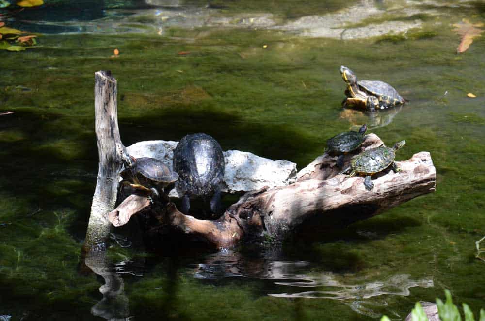 Cenote-Schildkröten