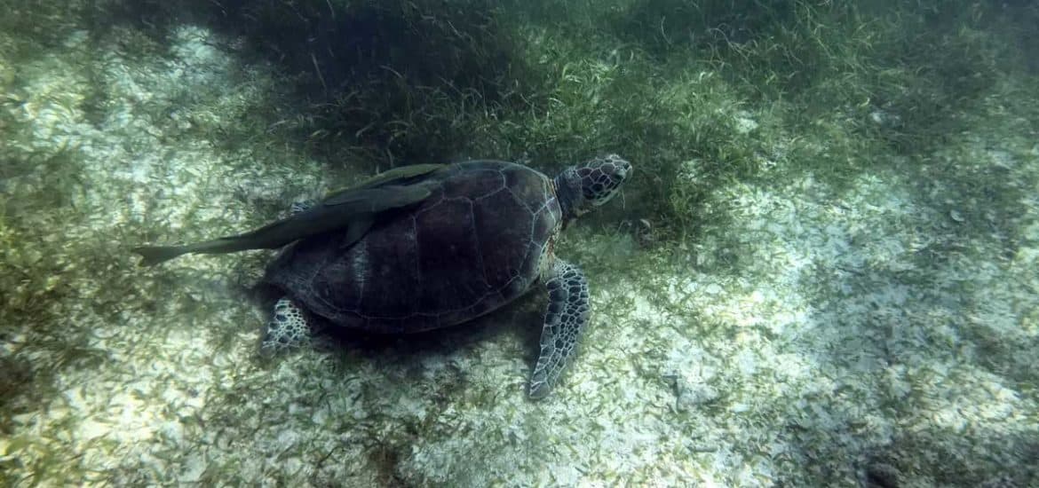 Schildkröte2